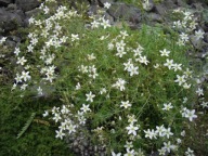 Piaskowiec - Arenaria acerosa