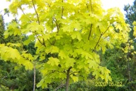 Klon żółty liść pienny kulisty szczepiony okaz inny