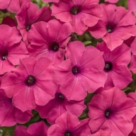 Supertunia Vista “ Fuschia” P10 CZERWONA, gęsta sadzonka
