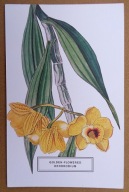 POCZTÓWKA - STORCZYK DENDROBIUM - piękna grafika Ogród Botaniczny Nowy Jork