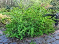 Berberys zielony niski krzew sadzonka w doniczce berberysy zielone