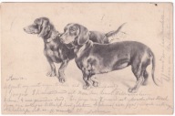 Pies psy Jamnik jamniki ok.1902r.