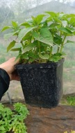 Monarda czerwony sadzonka w pojemniku 2,5l