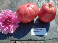 Pomidor Tulipan niezawodna malinówka nasiona kolekcjonerskie