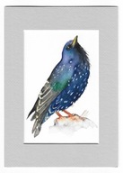 szpak, ptaki Polski, akwarela z passe-portout, oryginał