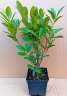 Laurowiśnia CAUCASICA DONICZKA 40-70 cm