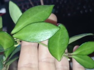 Hoya Hoja NOONA PINK cięta