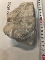 Skamieniały koralowiec osad z dna dawnego oceanu