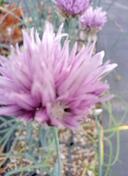 Czosnek bylinowy Ledebaura Allium ledebourianum