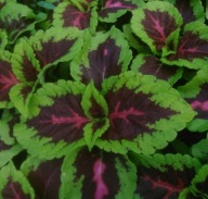 Koleus Coleus Kong ROSE Dekoracyjna roślina