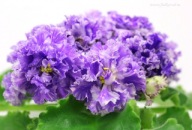 Fiołek afrykański# F-L'dinka # sadzonka