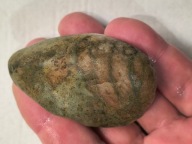 Skamieniałe koralowce agaty muszlowe minerały