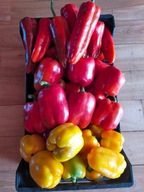 MIX papryka słodka nasiona kolekcjonerskie