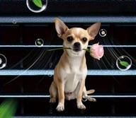 Zapach 2D PIESEK do samochodu na kratkę nawiewu WALENTYNKI