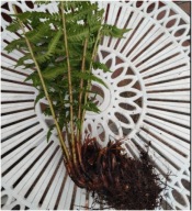 Paproć ogrodowa sadzonka 20 cm z gołym korzeniem na skarpy pod drzewa