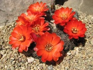 Kaktus ,Rebutia, Mediolobivia parvula SE 103