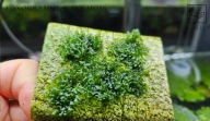 Loxogramme sp. Wave Moss – Rzadka Roślina do Nano - Kolekja - od fibell