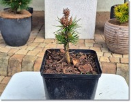 Pinus aristata 'Wild Wood' - Unikat !!!