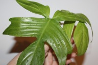 Philodendron Florida Ghost mint - sadzonka