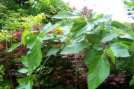 Morwa czarna STARY OKAZ 1-ramienna jednostronna okaz inna