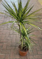 Dracaena Dracena marginata sunray SADZONKA 40 cm