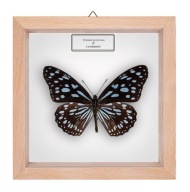 Motyl w gablotce Tirumala petiverana