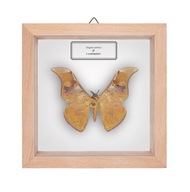 Motyl w gablotce Dogoia astrica