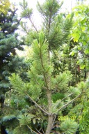 Sosna saksońska szczepiona okaz kolumnowa inna