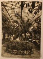 ZIELONA GÓRA. Wnętrze kawiarni "Palmiarnia" CZYSTA, NAKŁAD - TYLKO 1000 SZT