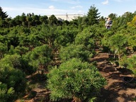 Kosodrzewina w doniczach; formowana i naturalna, wysokość 100cm, producent