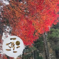 Acer palmatum – klon palmowy japoński | 10 NASION + instrukcja wysiewu