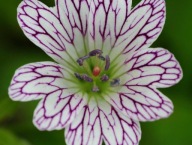 geranium BODZISZEK VERSICOLOR kwiaty we wzorki UNIKAT sadzonki