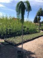 MODRZEW Europejski Pendula Wszczepiony na 200 cm