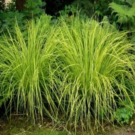 Carex Gold Fountain -trawa o dwubarwnym ulistnieniu wysokości 30 cm.