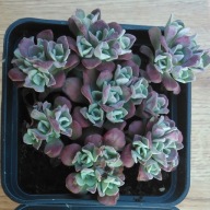 Rozchodnik łopatkowaty Sedum spathulifolium "Purpureum"