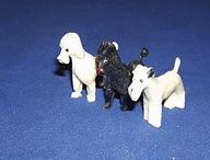 Zwierzęta PRL Pies Pudel i Terier