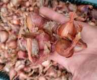 cebula zimowa KARTOFLANKA CZERWONA , rodzinna stara odmiana 10X