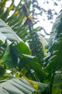 50 nasion bananowca Musa maclayi var. erecta z Nowej Gwinei ŚWIEŻE NASIONA