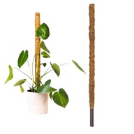 Palik kokosowy podpora do roślin tyczka - wysokość 60 cm, średnica 32 mm