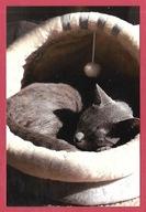 Kot kotek koty rasa harce kot w życiu człowieka pocztówka