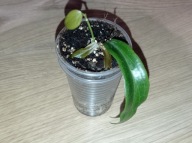 Hoya Hoja BLASHERNAEZII ssp. SIARIAE RED ukorzeniona