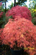 klon czerwony K28 szczepiony japoński palmowy inny