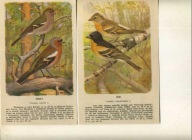 PTAKI -Litografia ptaków ,ZIĘBA i JER 2 x
