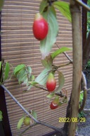 Dereń gruszkowy szczepiony jadalny krzewiasty inny