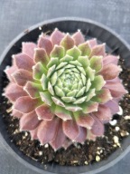 Rojnik 62 AMERICANOS różowy z delikatną pajęczyną