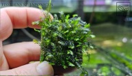 Mech Fissidens sp. Japonicus – Rarytas dla kolekjonerów od fibell