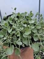 Dichondra srebrna Silver