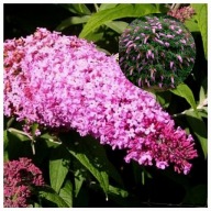 Budleja Davida 2L , Pink Cascade