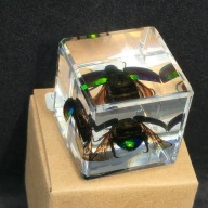 Chrząszcz zatopiony w żywicy akrylowej Skarabeusz - Chafer Beetle