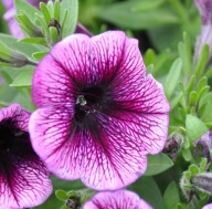Petunia Cascadias Purple Ice ZWISAJĄCA